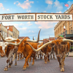 Fort Worth Stock Yard Long Horns POSTER 24 X 18 Inches Nice Wall Art
