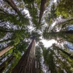 Redwood National Park (Looking Up) POSTER 24 X 18 Inches Wall Art