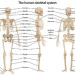 THE HUMAN SKELETAL SYSTEM POSTER 24 X 36 INCH