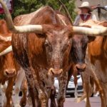 Wild West Texas Longhorns Corral POSTER 24 X 18 Inches Nice Wall Art
