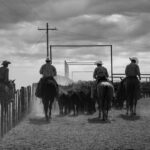 Cowboys Corral Cows POSTER 24 X 18 Inches Nice Wall Art