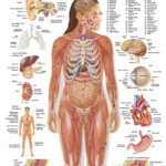 ORGANS OF THE HUMAN BODY POSTER 24 X 36 INCH
