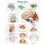 Human Brain Anatomical Chart Neurological POSTER 24 X 36 INCH