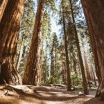 Redwood Forest POSTER 24 X 18 Inches Wall Art