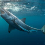 Great White Shark with Jaws Open POSTER 24 X 18 Inches Nice Wall Art