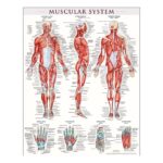 Human Anatomical Muscular System POSTER 24 X 36 INCH
