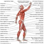 Human Anatomy-  Muscle System POSTER 24 X 36 INCH