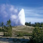 Old Faithful Geyser in Yellowstone (Pine Trees) POSTER 24 X 18 Inches Wall Art