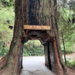 Redwood National Park (Drive Through) POSTER 24 X 18 Inches Wall Art