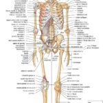 Skeletal Anatomy (Anterior View) POSTER 24 X 36 INCH