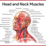 Head and Neck Muscular System POSTER 24 X 36 INCH