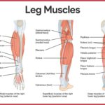 Human Anatomy Leg Muscles POSTER 24 X 36 INCH