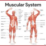 Human Anatomy Muscular System POSTER 24 X 36 INCH