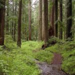 LARCH MOUNTAIN FORREST AND CREEK POSTER 24 X 36 Inch POSTER BEAUTIFUL SCENE!