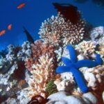 CORAL REEF BLUE STARFISH POSTER 24 X 36 Inch POSTER BEAUTIFUL COLOR!
