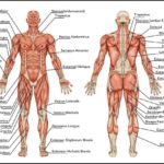 Human Anatomy - Muscles Of The Body POSTER 24 X 36 INCH